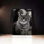 Kattens Själ