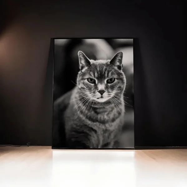 Kattens Själ