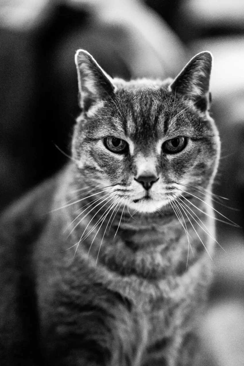 Kattens Själ
