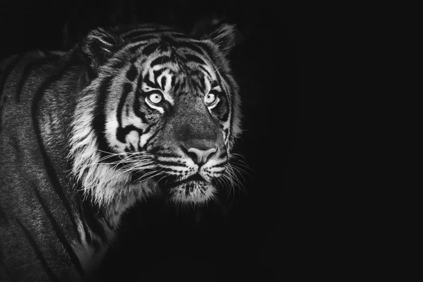 Tigerns Blick
